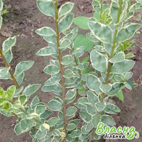 Бірючина срібнолиста Variegata