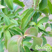 Дерен Коуза китайський