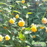 Керія японська Pleniflora