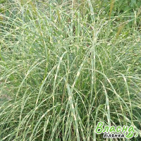 Міскантус китайский Strictus Dwarf