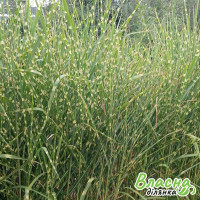 Міскантус китайський Zebrinus