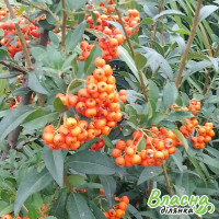 Піраканта Orange Glow