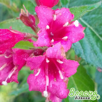 Вейгела квітуча Red Prince